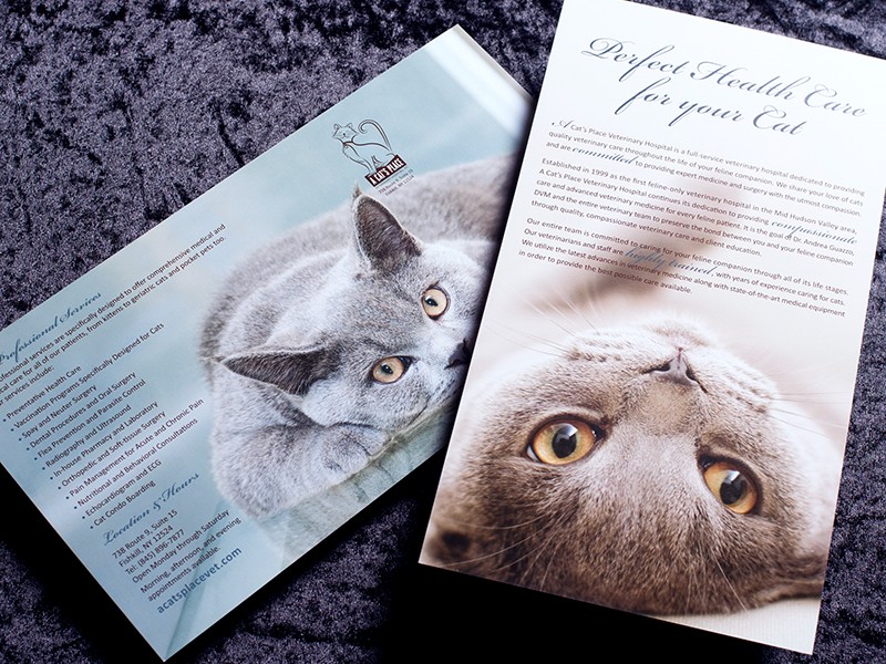 A Cat's Place Brochure